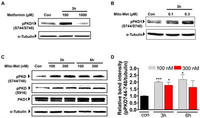 Mito-metformin protects against mitochondrial dysfunction and dopaminergic neuronal degeneration by activating upstream PKD1 signaling in cell culture and MitoPark animal models of Parkinson’s disease